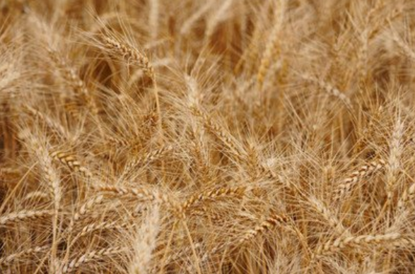 青稞 Highland barley