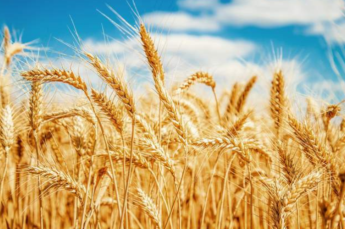 小麦  wheat 